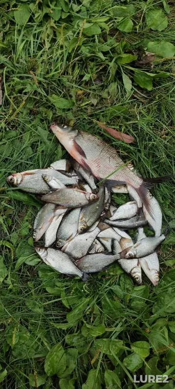 Bream, White bream — Liplyay, Aug 26, 2021