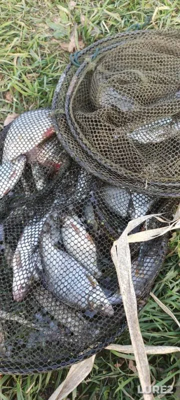 Roach, White bream — Liplyay, Oct 17, 2021