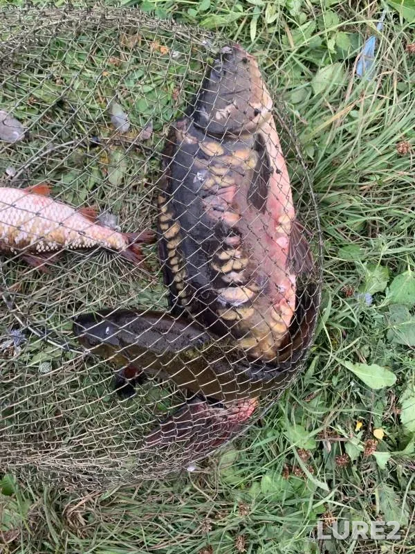 Carp, Roach — Tambovskaya oblast, Tokaryovskiy munitsipalnyy okrug, Aug 05, 2024