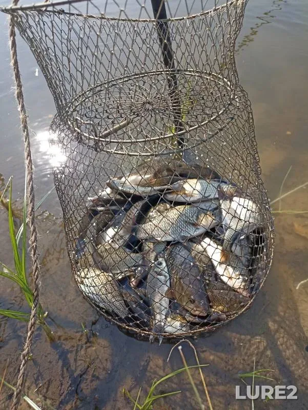Crucian carp — Tambovskaya oblast, Bondarskiy munitsipalnyy okrug, Aug 31, 2024