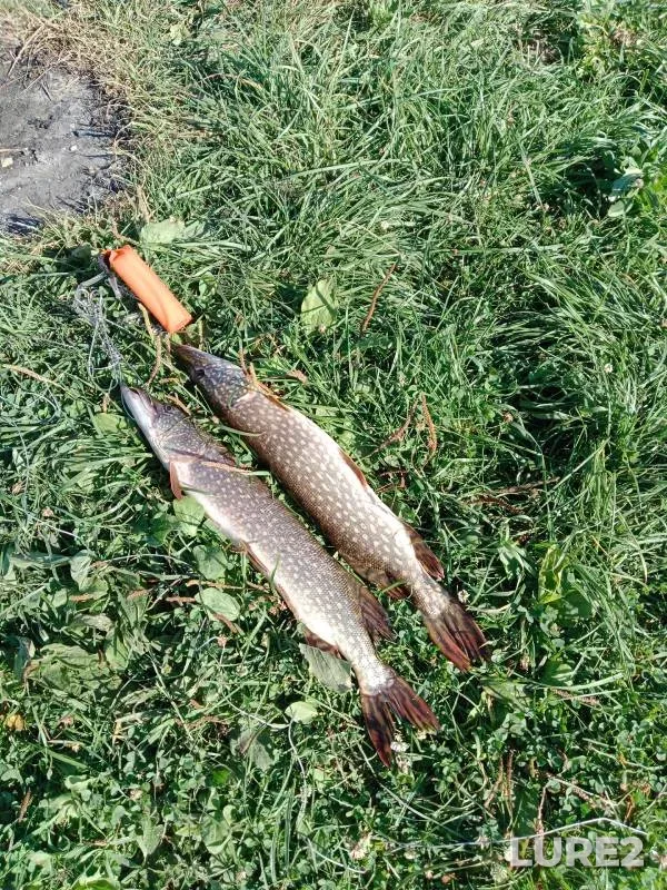 Pike — Orlyay, Sep 15, 2024