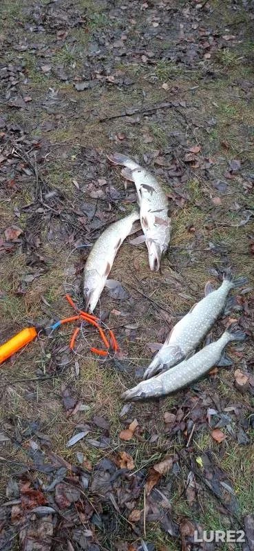 Pike — Chelnavskoye, Nov 24, 2024