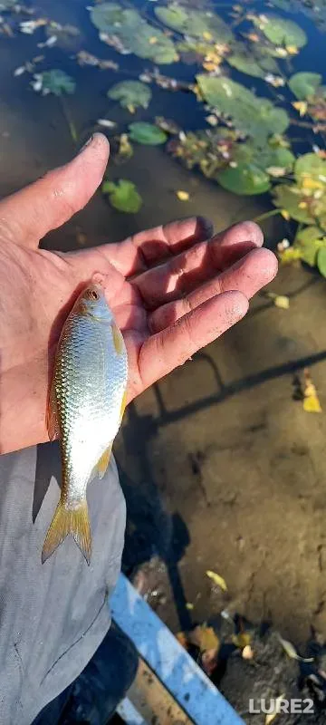 Roach — Tobyl - Tobol, Sep 27, 2021