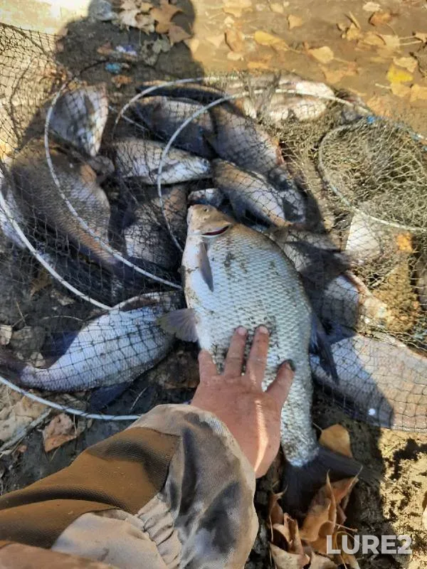 Bream — Tura, Oct 08, 2021