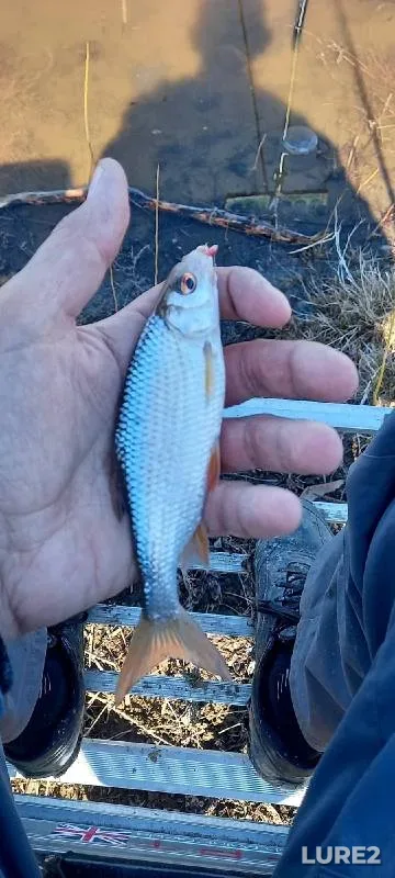 Bream, Roach — Tura, Apr 26, 2022