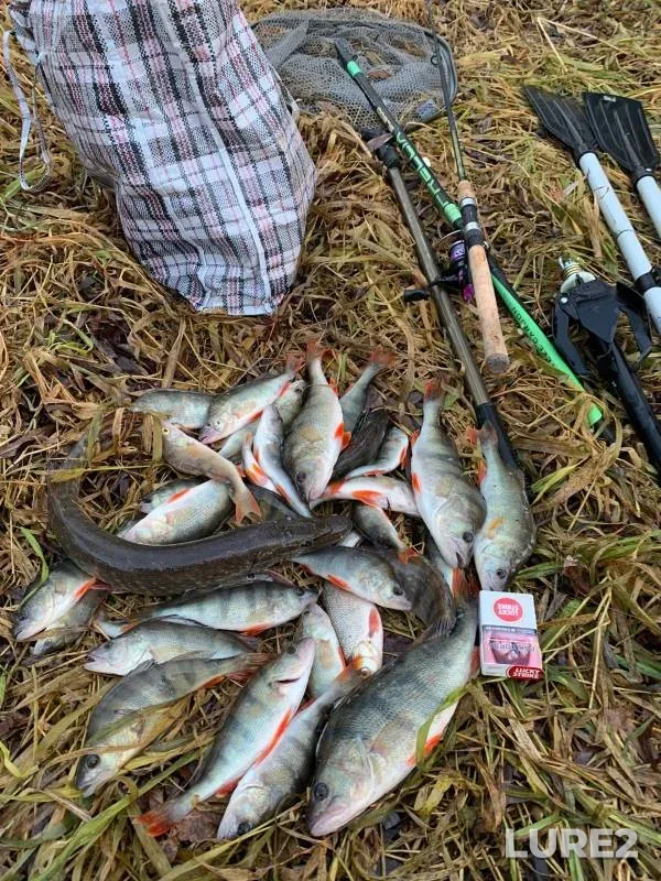 Perch, Pike — Tura, Nov 03, 2024