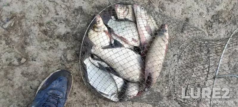 Bream, Crucian carp — Tura, Aug 11, 2024