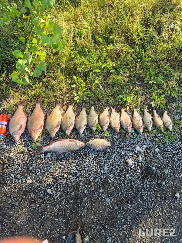 Bream, Crucian carp — Tura, Aug 14, 2024