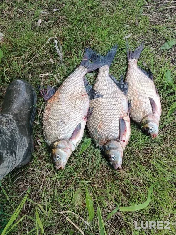 Bream — Tura, Aug 20, 2024