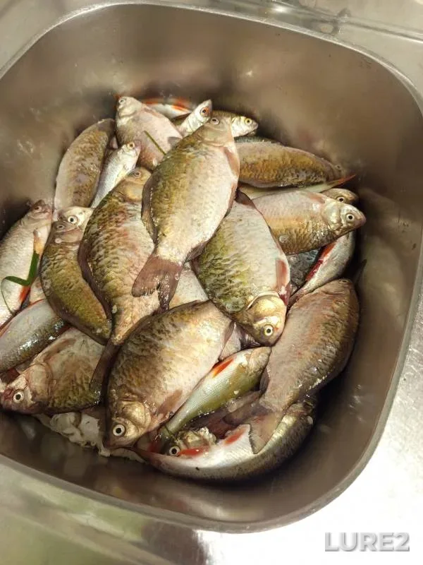 Crucian carp, Roach — Pyshma, Aug 27, 2024
