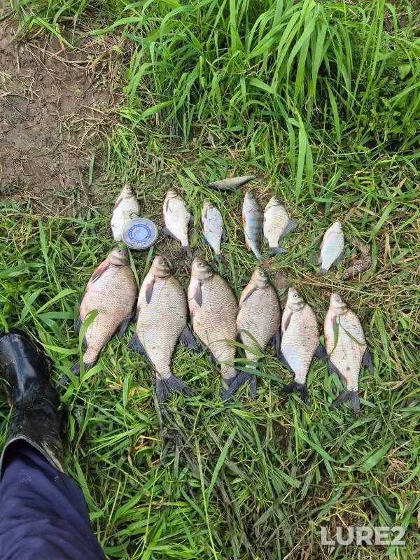 Bream, Crucian carp — Tura, Aug 29, 2024