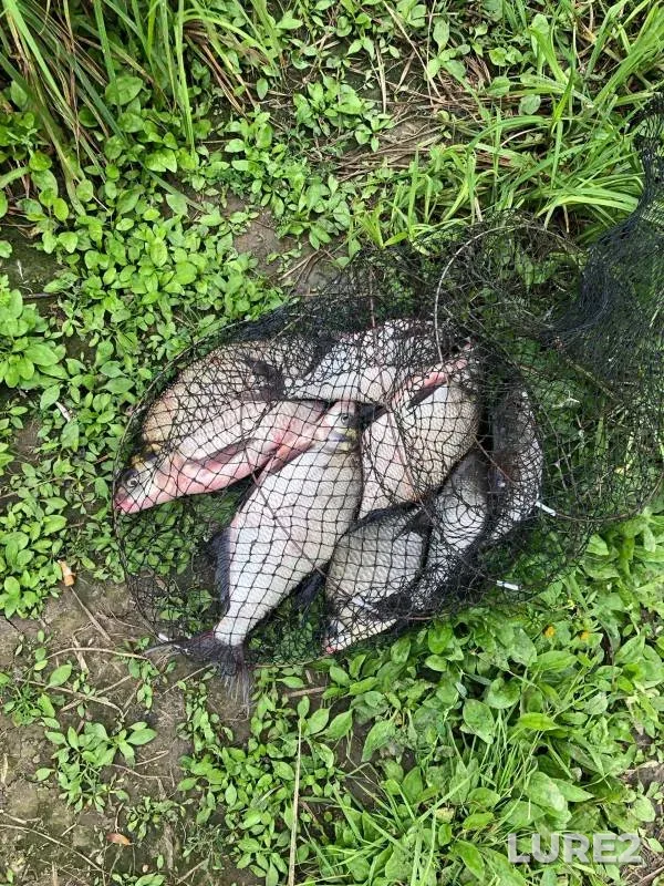 Bream, Crucian carp — Tura, Aug 31, 2024