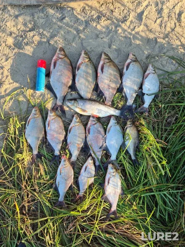 Bream, Ide — Tura, Sep 01, 2024