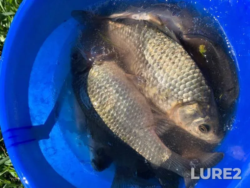 Crucian carp — Duvan, Sep 02, 2024