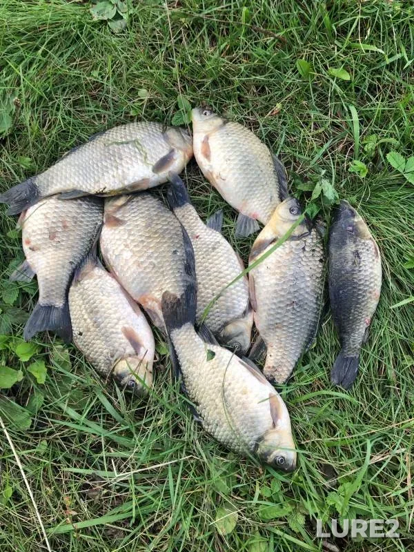 Crucian carp — Babarynka, Sep 07, 2024
