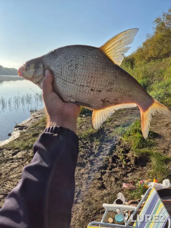 Bream — Tura, Sep 13, 2024