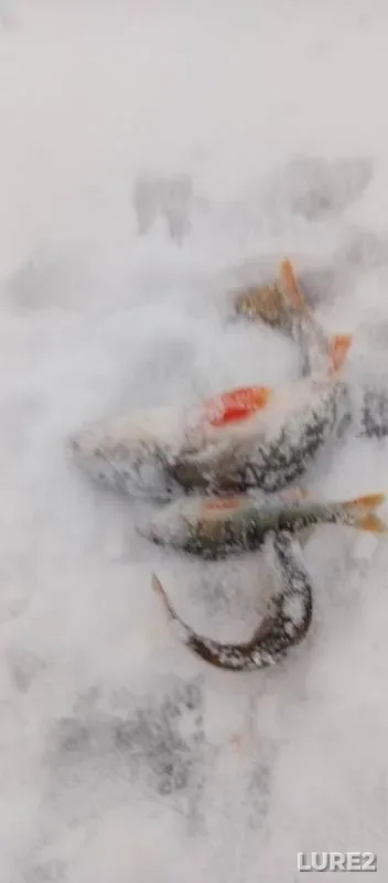Perch — Chertankul, Nov 17, 2024