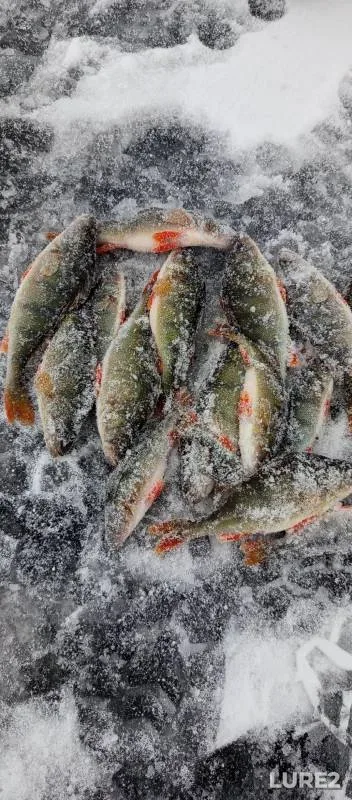Perch — Kuchakovo, Nov 23, 2024