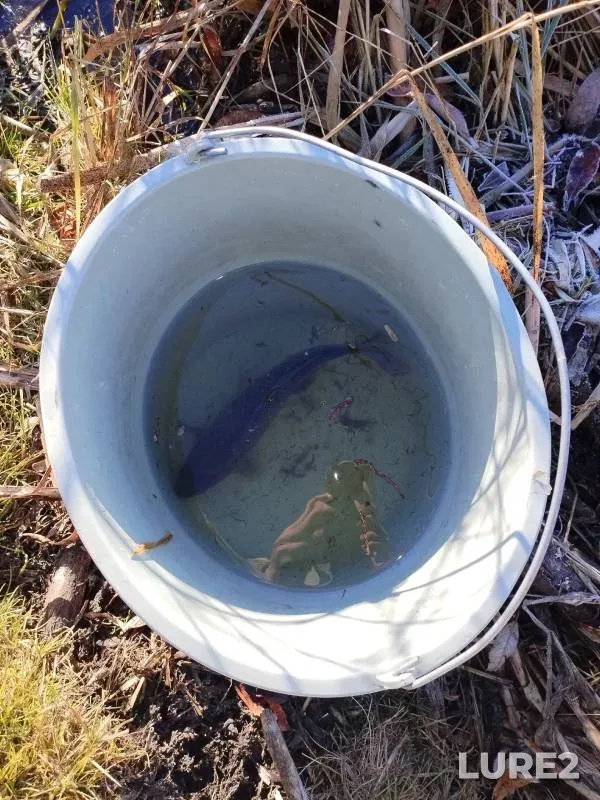 Crucian carp — Razbakhta, Oct 22, 2024