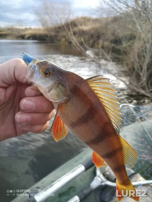 Perch, Pike — Imbiryay, Nov 04, 2024