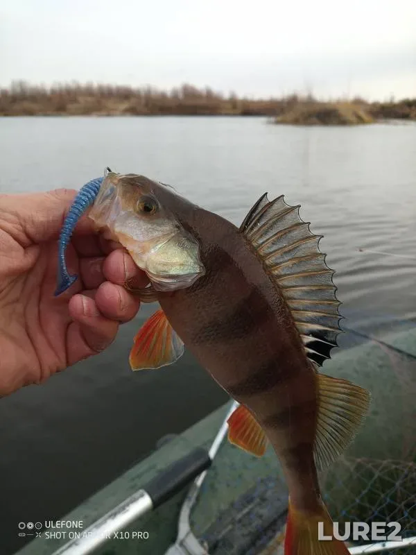 Perch, Pike — Imbiryay, Nov 05, 2024