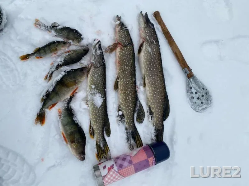 Perch, Pike — Polushinskoye, Nov 10, 2024