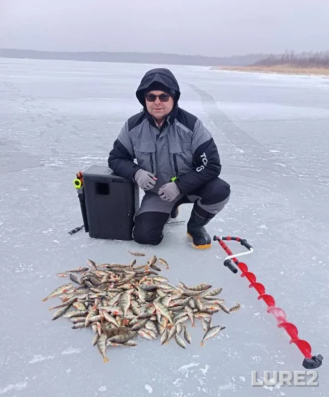 Perch — Yantykovo, Nov 20, 2024