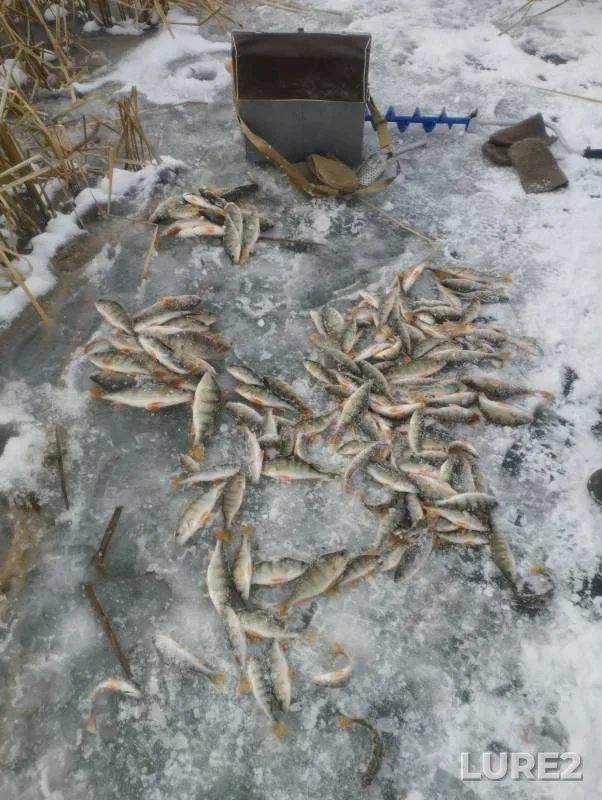 Perch — Andreyevskoye, Nov 23, 2024