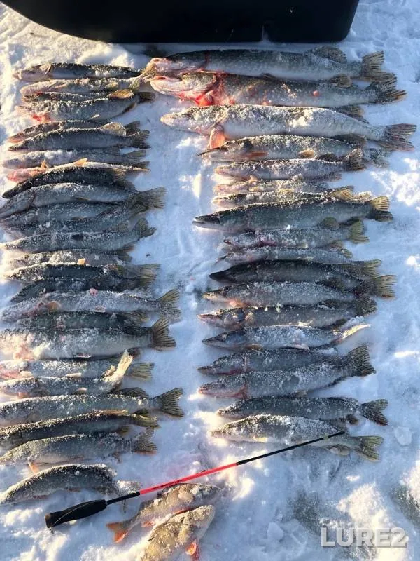 Perch, Pike — Sauskanovskoye, Nov 24, 2024