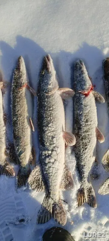 Pike — Tobyl - Tobol, Nov 24, 2024