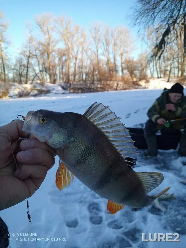 Perch — Tobyl - Tobol, Nov 26, 2024