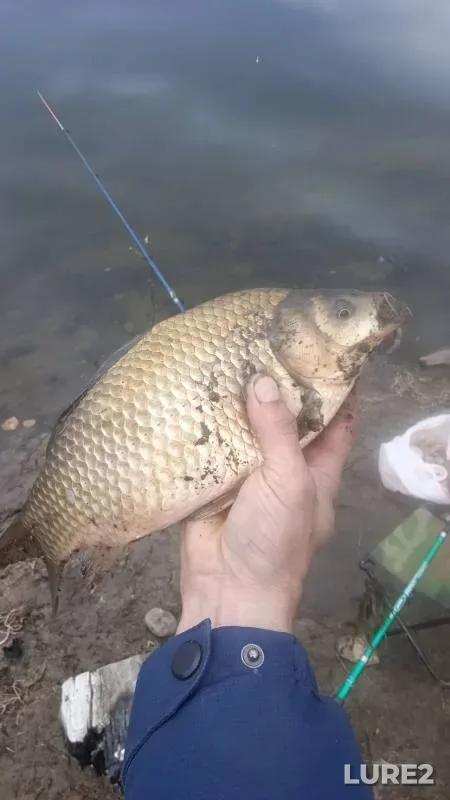 Crucian carp — Gandzhiyevo, Jun 03, 2023