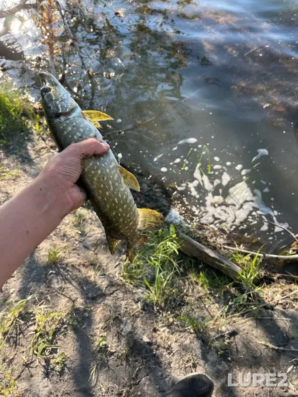 Pike — Ulyanovskaya oblast, Jul 14, 2024