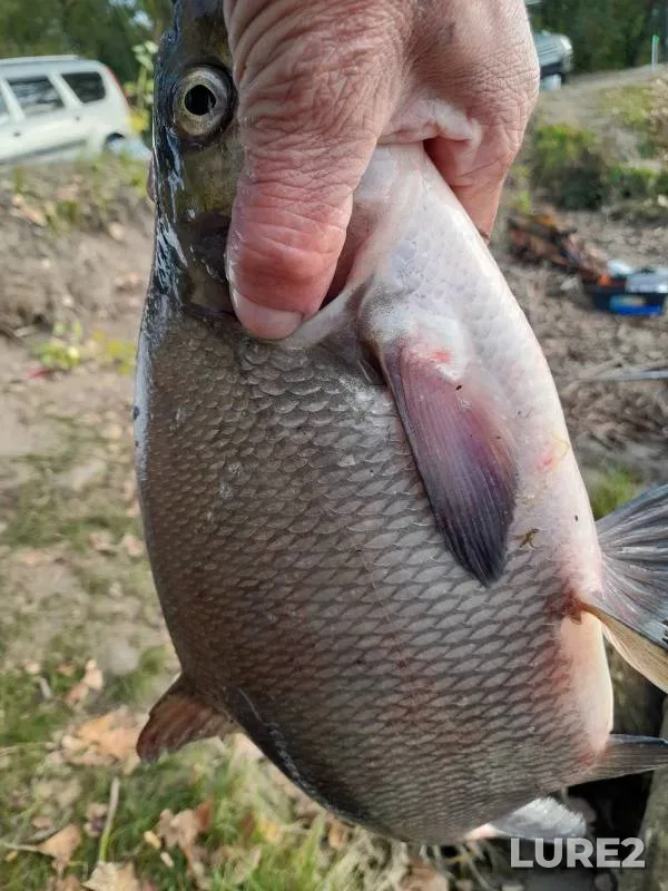 Bream — Bolshoy Cheremshan, Sep 25, 2024