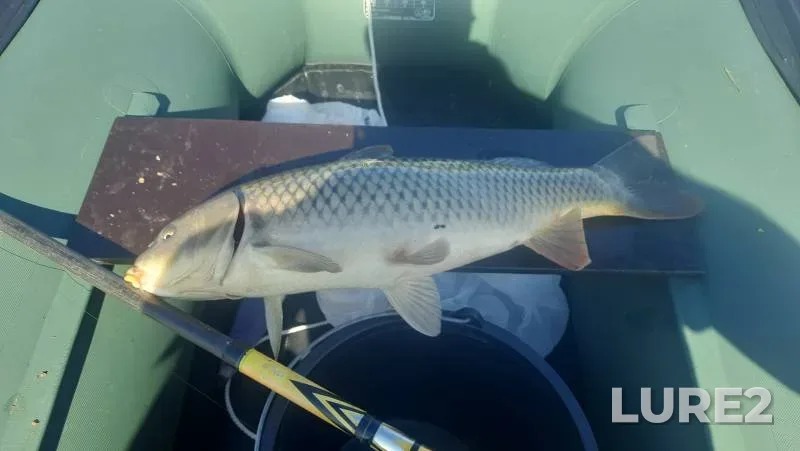 Crucian carp, Roach — Bolshoy Cheremshan, Sep 14, 2024