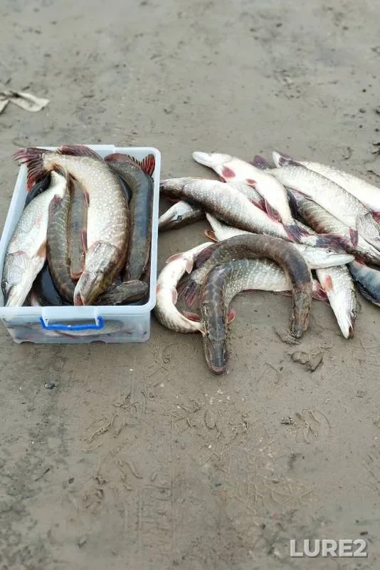 Pike — Sauskanovskoye, Oct 06, 2024