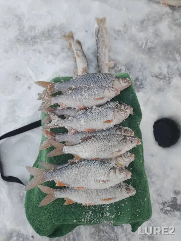 Roach — Tobyl - Tobol, Nov 26, 2024