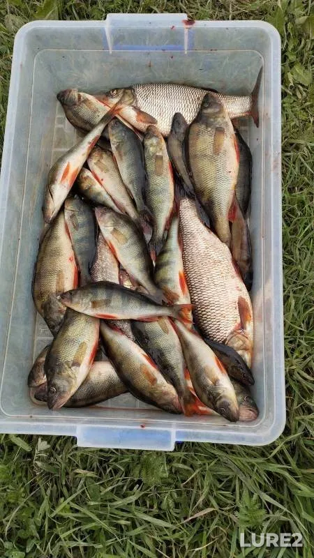 Ide, Perch — Karachinskoye, Jun 30, 2024