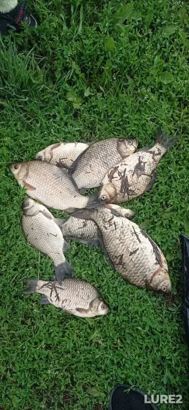 Crucian carp — Baykalovo, Jul 28, 2024