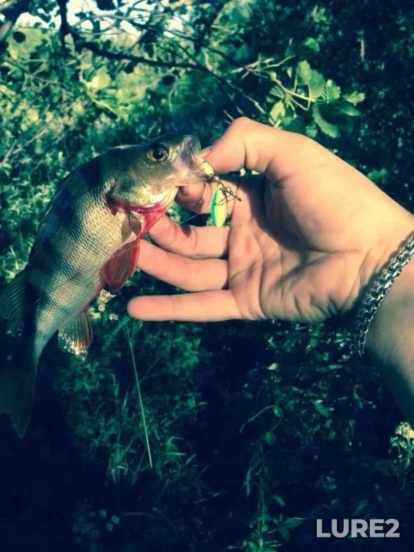Perch — Petrovka, Jul 22, 2014