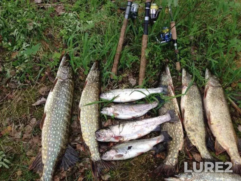 Pike, Rainbow trout — Glukhoye, Feb 23, 2015