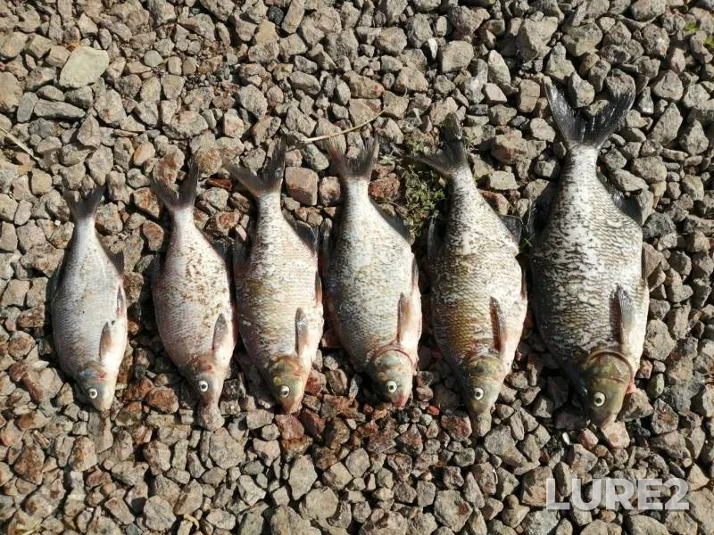 Bream — Zashchitnaya bukhta, Jul 15, 2019