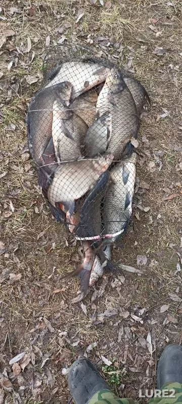 Bream — Volga, Apr 14, 2024