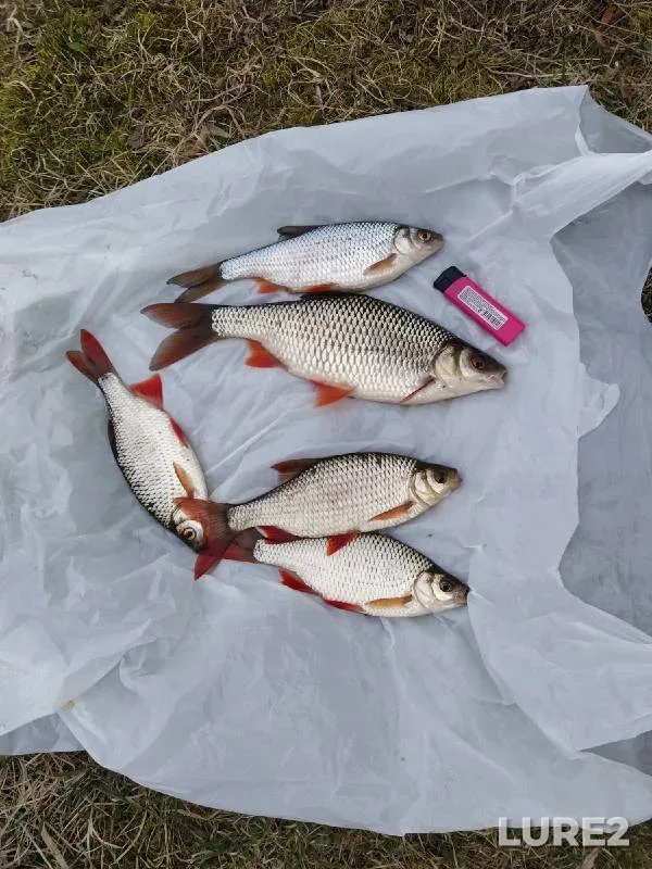Roach — Chelguziya, Apr 28, 2022