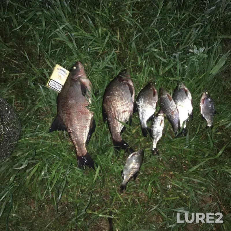 Bream, Roach — Volga, Jun 25, 2017