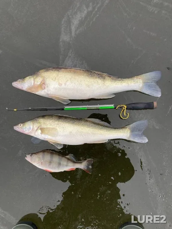 Perch, Zander — Sіverskiy Donets / Severskiy Donets, Dec 28, 2022