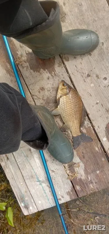 Crucian carp — Pura, May 14, 2023