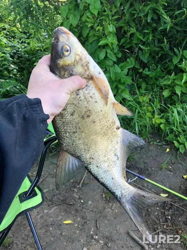 Bream — Kotorosl, Jun 13, 2023