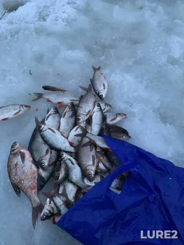 Bream, Roach — Sheksna, Dec 24, 2023