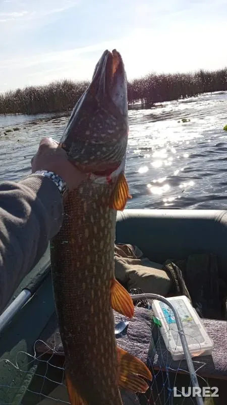 Pike — Kuchebesh, Sep 21, 2024